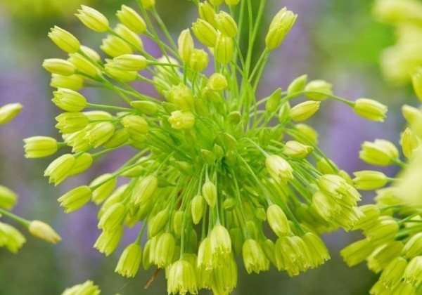 Allium Yellow Fantasy 6/+