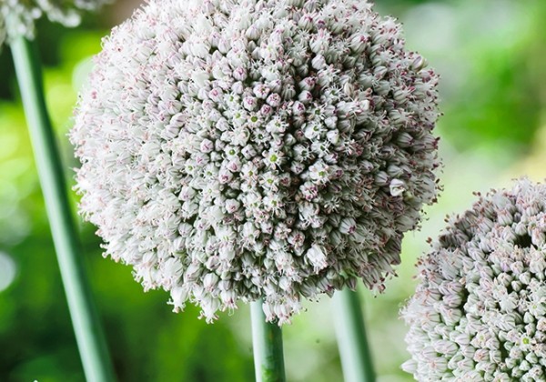 Allium Ping Pong 6/+