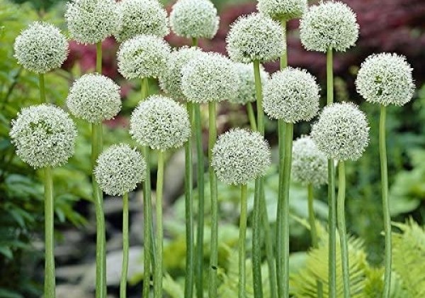 Allium Ping Pong 6/+