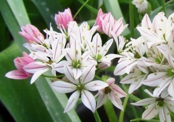 Allium Cameleon 4/+