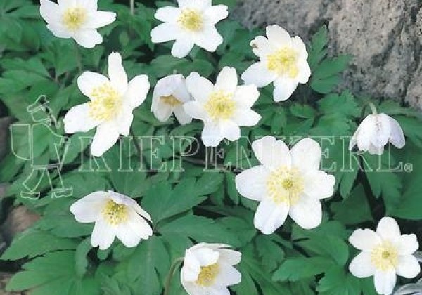 Anemone nemorosa