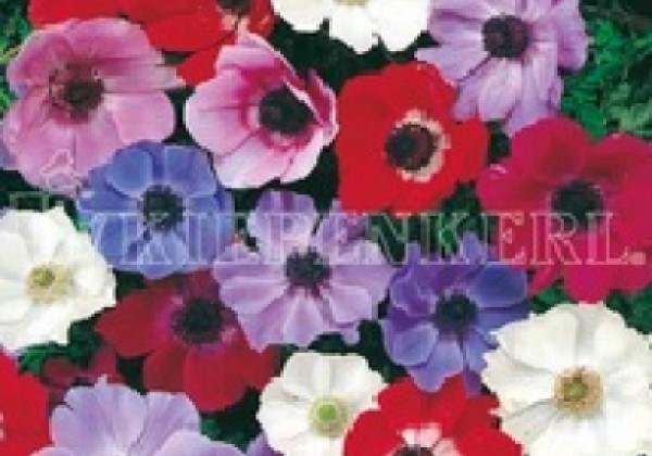 Anemone coronaria De Caen 6/7