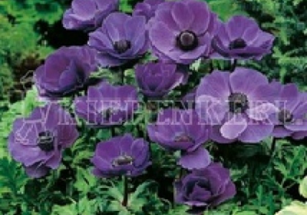 Anemone coronaria Mr. Fokker 6/7