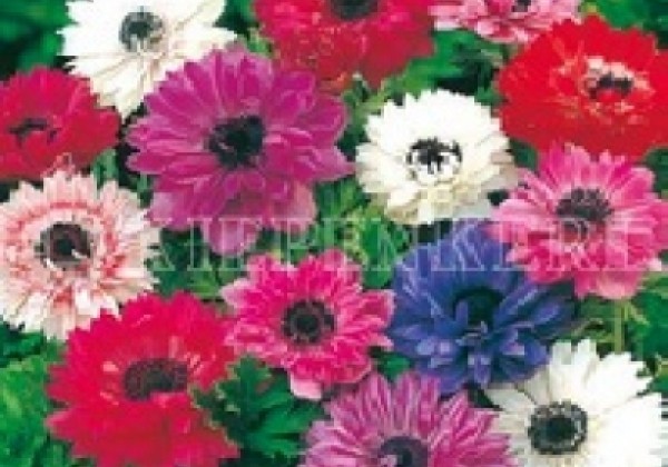 Anemone coronaria St. Brigid 6/7