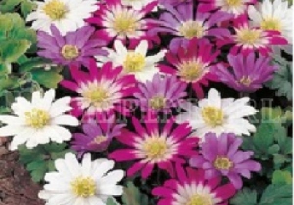 Anemone blanda Mischung 5/+