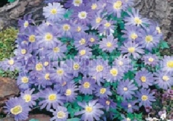 Anemone blanda Blue Shades 5/+