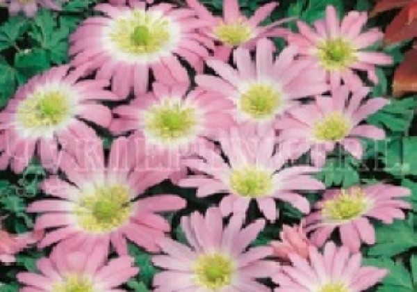 Anemone blanda Pink Star 5/+