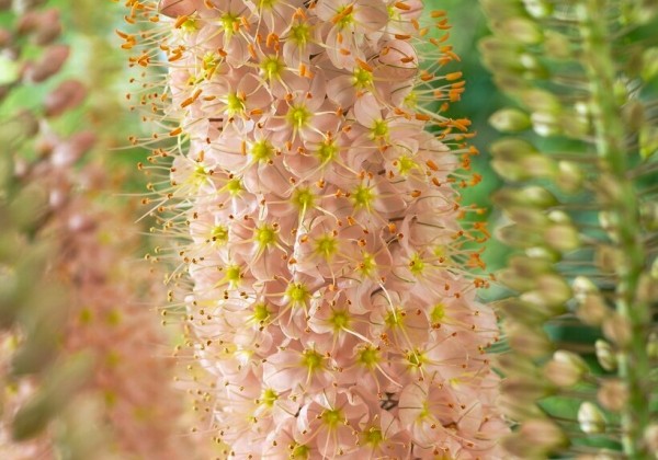Eremurus Romance