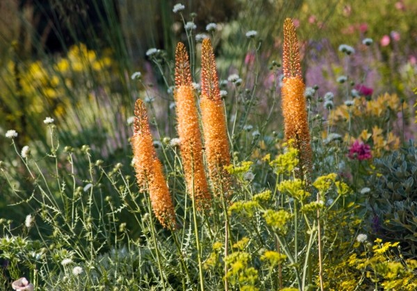 Eremurus Cleopatra