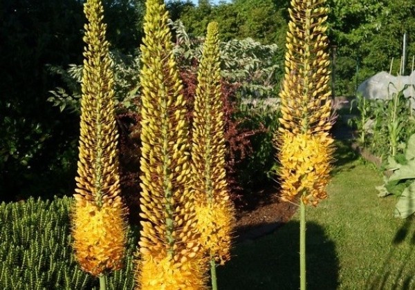 Eremurus Pinokkio