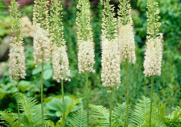 Eremurus Line Dance 20/+