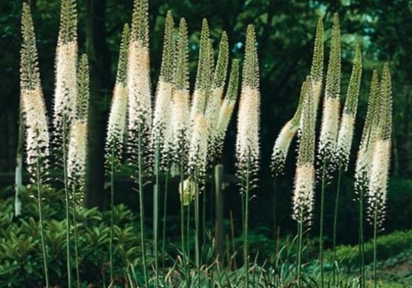 Eremurus himalaicus