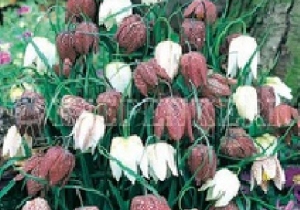 Fritillaria meleagris 5/+