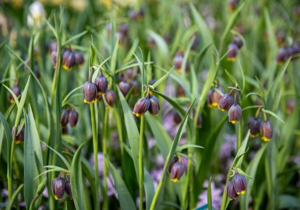 Fritillaria uva-vulpis 6/7