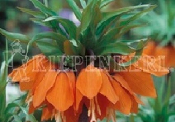 Fritillaria imperialis Aurora 20/+