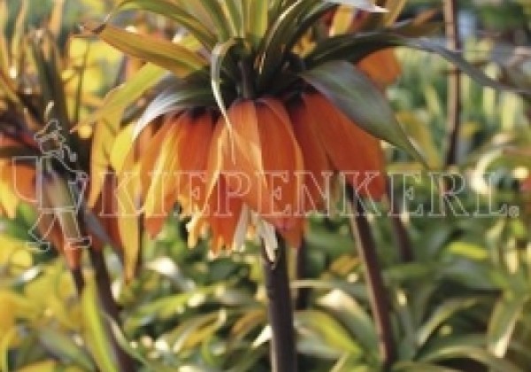 Fritillaria imperialis Orange Beauty 20/+