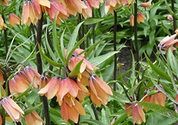 Fritillaria imperialis Early Fantasy 16/+