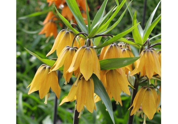 Fritillaria imperialis Early Fantasy 16/+