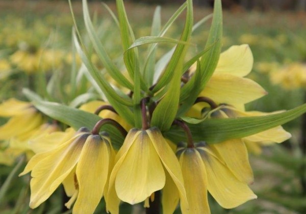 Fritillaria imperialis Early Sensation 20/+