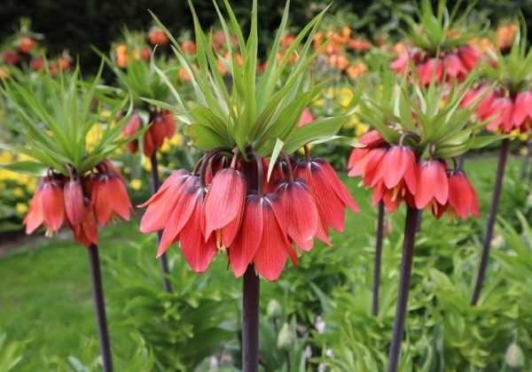 Fritillaria imperialis Red Beauty 20/+