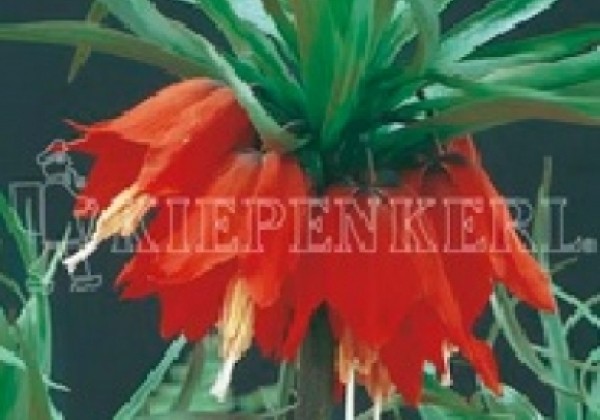 Fritillaria imperialis Maxima Rubra 20/+