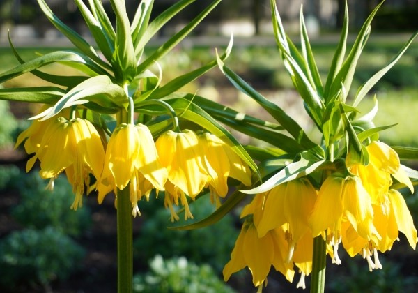 Fritillaria imperialis Maxima Lutea 20/+