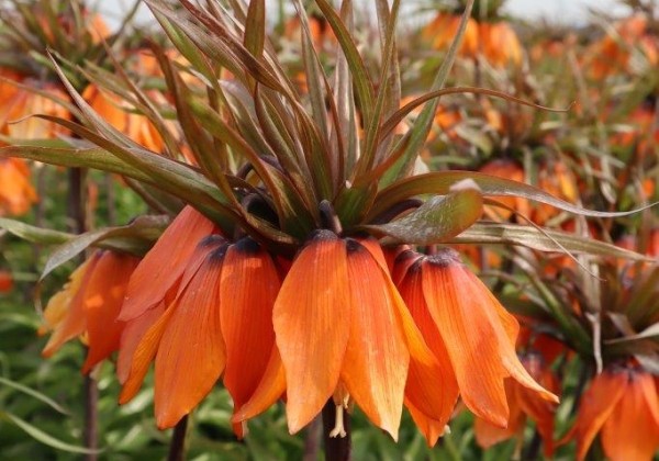 Fritillaria imperialis Sunset 20/+