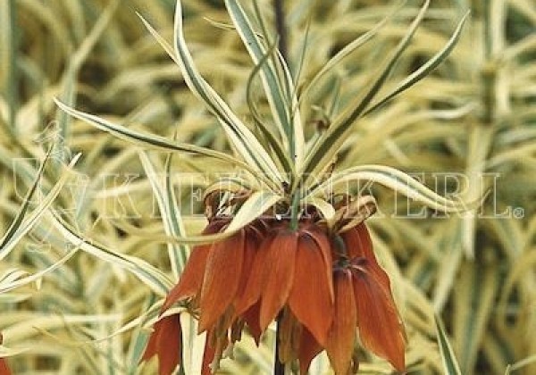 Fritillaria imperialis Argenteovariegata 20/+