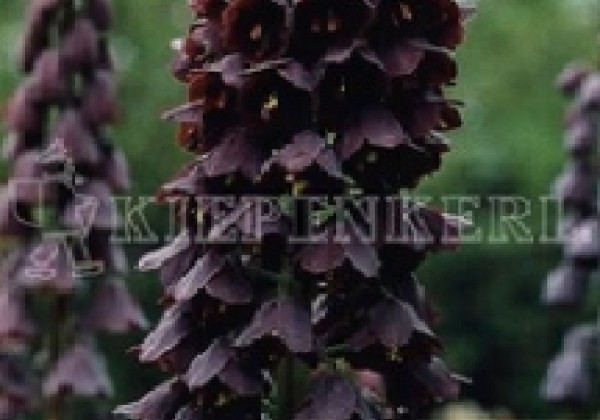 Fritillaria persica 20/+