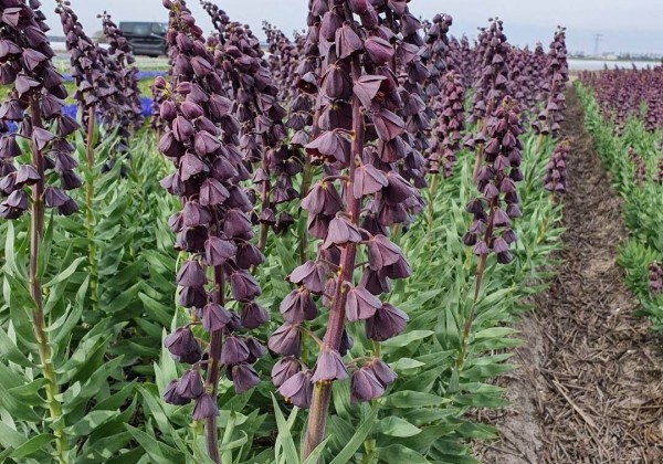 Fritillaria persica Purple Favorite 18/20