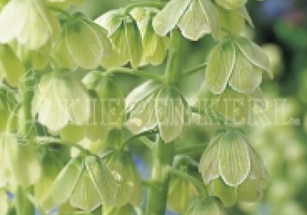 Fritillaria persica Ivory Bells 20/+