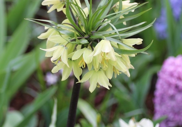 Fritillaria raddeana 16/+