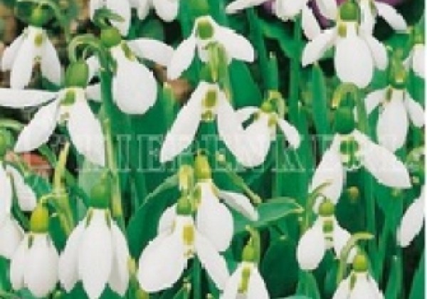 Galanthus elwesii 5/6