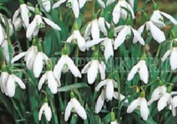 Galanthus nivalis 5/6