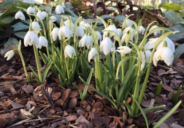 Galanthus nivalis Flore Pleno 5/6