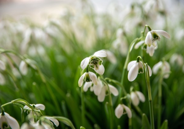 Galanthus elwesii Hippolyta 6/7