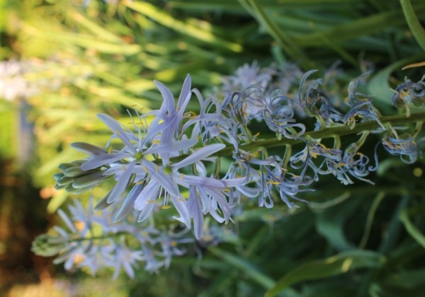 Camassia cusickii 14/+