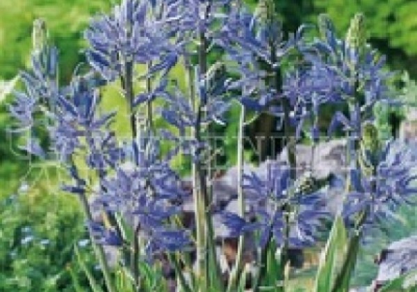 Camassia leichtlinii Caerulea 12/14