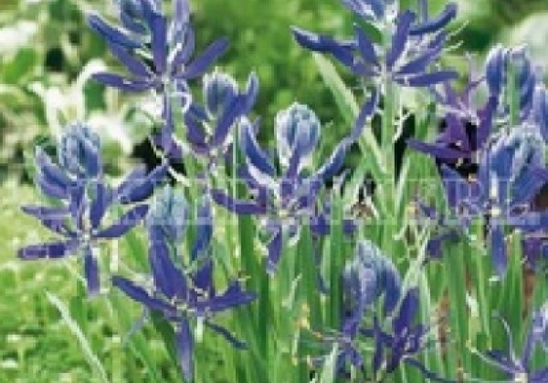 Camassia quamash 6/+