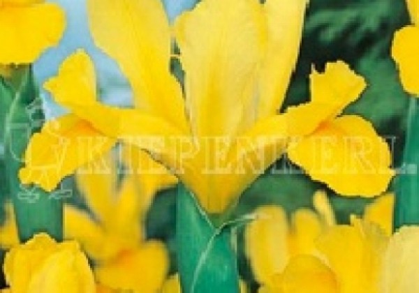 Iris hollandica (lielziedu) Golden Harves 8/9