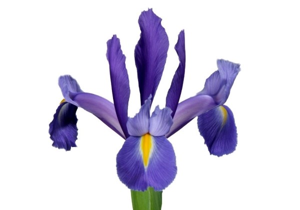 Iris hollandica (lielziedu) Discovery 9/10