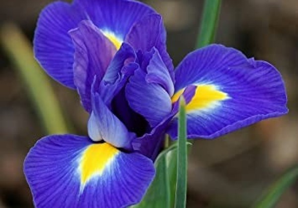Iris hollandica (lielziedu) Blue Magic 10/+