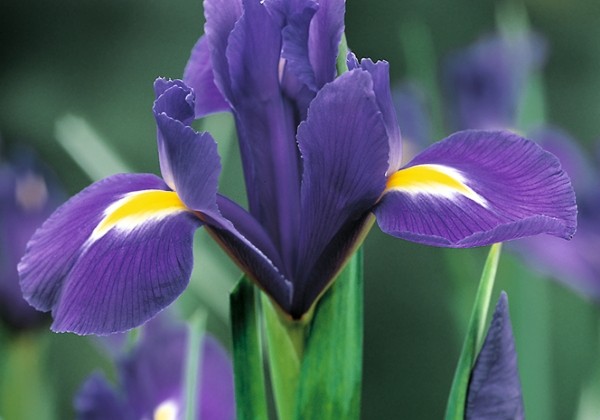 Iris hollandica (lielziedu) Blue Magic 10/+