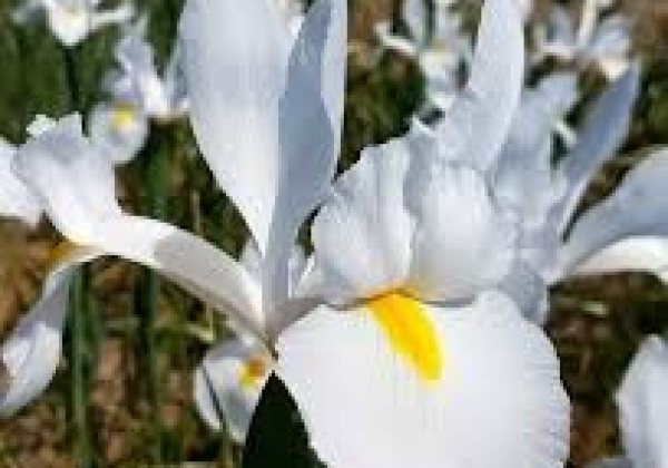 Iris hollandica (lielziedu) Alaska 8/+