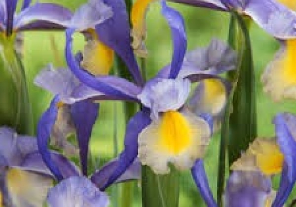 Iris hollandica (lielziedu) Miss Saigon 8/+