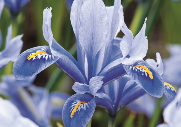 Iris reticulata Alida 6/+
