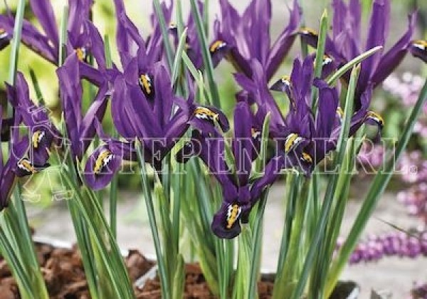 Iris reticulata J.S.Dijt 6/+