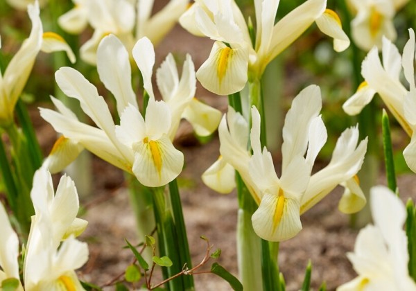 Iris reticulata Louise 6/+