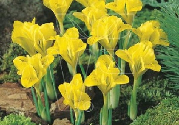 Iris danfordiae 5/+