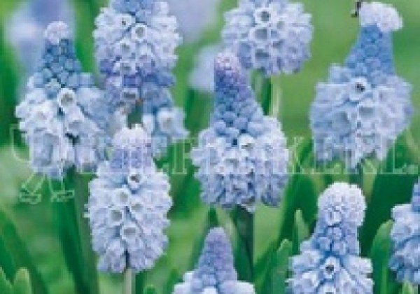 Muscari azureum 5/6